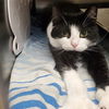adoptable Cat in centerville, MA named MITTENS