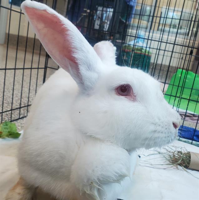 adoptable Rabbit in Centerville, MA named DAISY MAE
