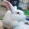adoptable Rabbit in  named DAISY MAE