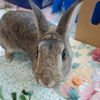 adoptable Rabbit in  named JOAN