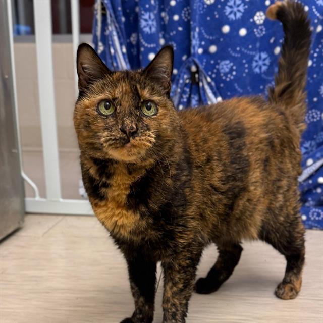 adoptable Cat in Centerville, MA named MINOES