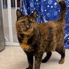 adoptable Cat in centerville, MA named MINOES