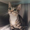 adoptable Cat in centerville, MA named REGINA