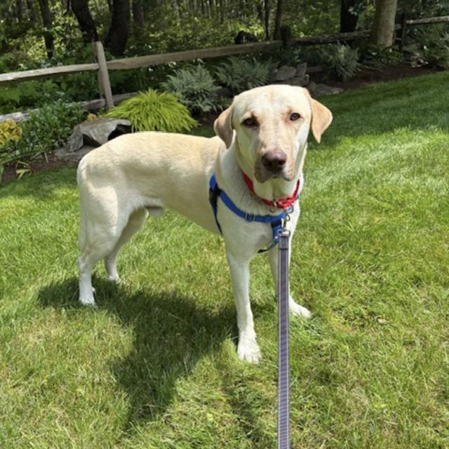 adoptable Dog in Centerville, MA named TATUM