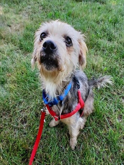 adoptable Dog in Centerville, MA named SUNDAE