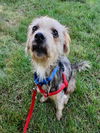 adoptable Dog in  named SUNDAE