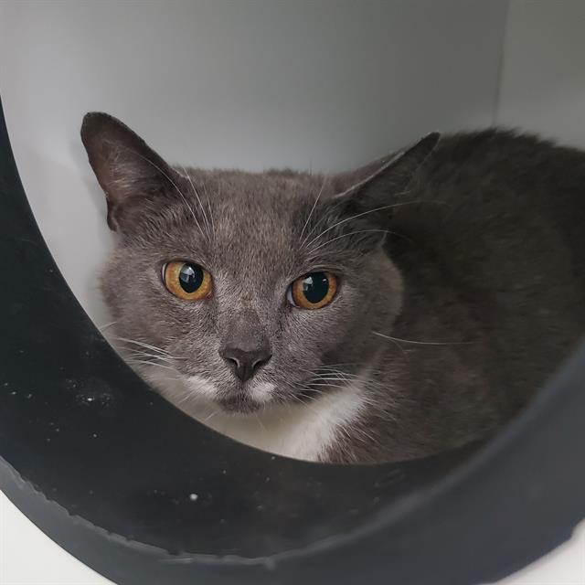 adoptable Cat in Centerville, MA named CINDRA