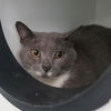 adoptable Cat in  named CINDRA