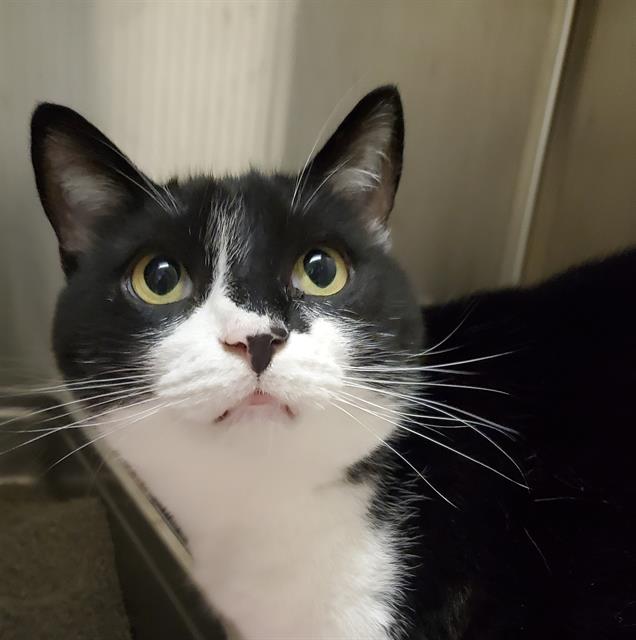 adoptable Cat in Centerville, MA named MAX