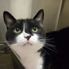 adoptable Cat in  named MAX