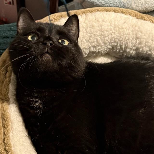 BOO