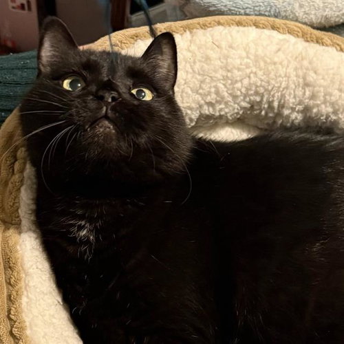 BOO - Domestic Short Hair available for adoption