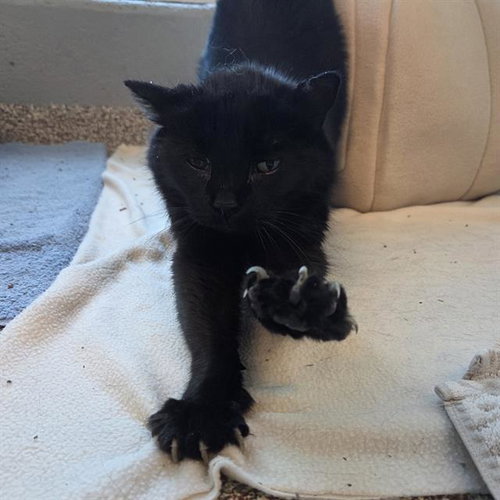 picture of the cat needing adoption