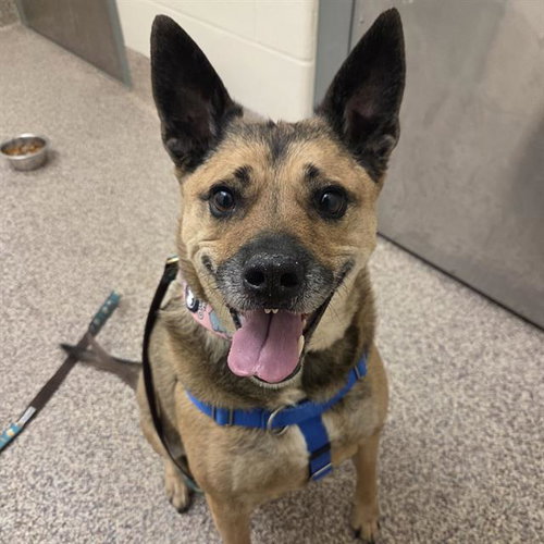 picture of the dog needing adoption