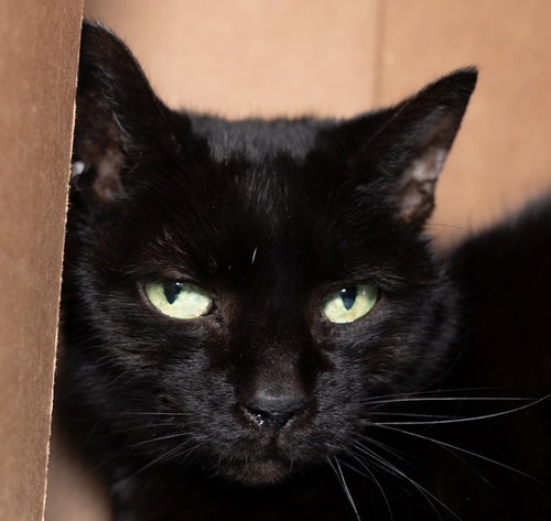 picture of the cat needing adoption