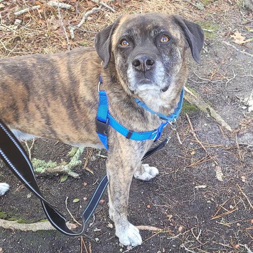 MOOSE, an adoptable Pit Bull Terrier in Centerville, MA