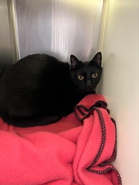 picture of the cat needing adoption