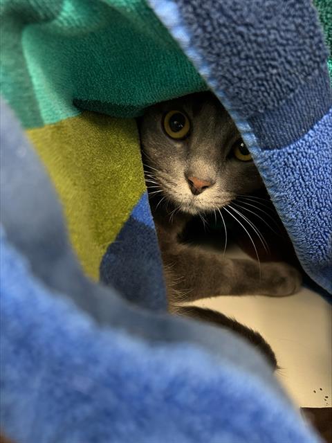 SAMUEL, an adoptable Domestic Short Hair in Centerville, MA