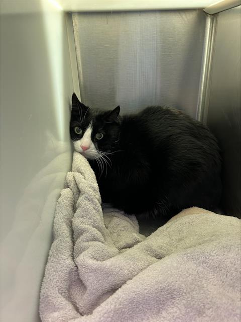 LUEY, an adoptable Domestic Short Hair in Centerville, MA