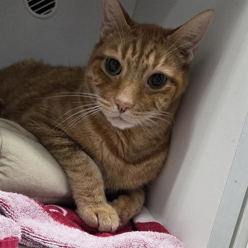 FRANKLIN, an adoptable Domestic Short Hair in Centerville, MA