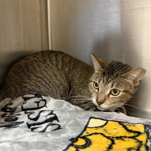 NINA, an adoptable Domestic Short Hair in Centerville, MA
