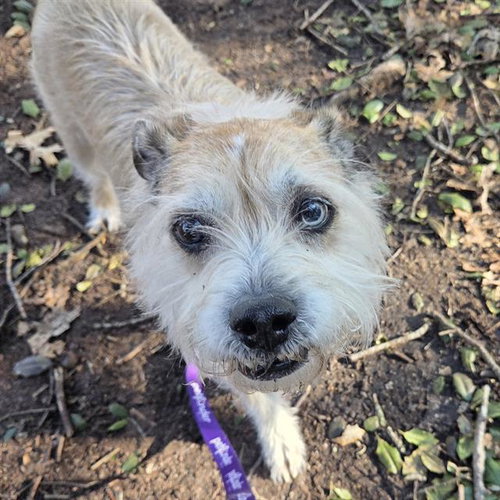 DAKOTA, an adoptable Jack Russell Terrier in Centerville, MA