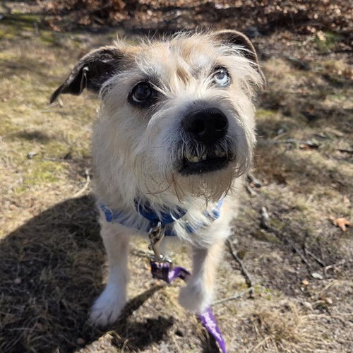 picture of the dog needing adoption