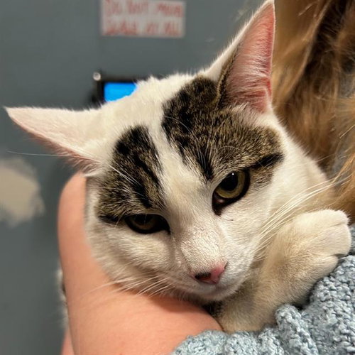CHESTER, an adoptable Domestic Short Hair in Centerville, MA