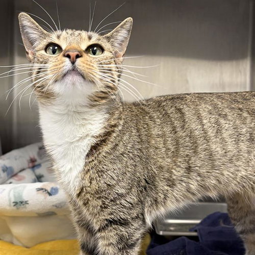 TWINKLE, an adoptable Domestic Short Hair in Centerville, MA