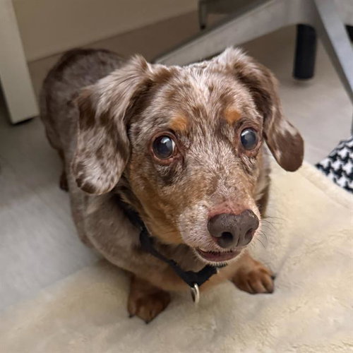 AUGUSTUS, an adoptable Dachshund in Centerville, MA