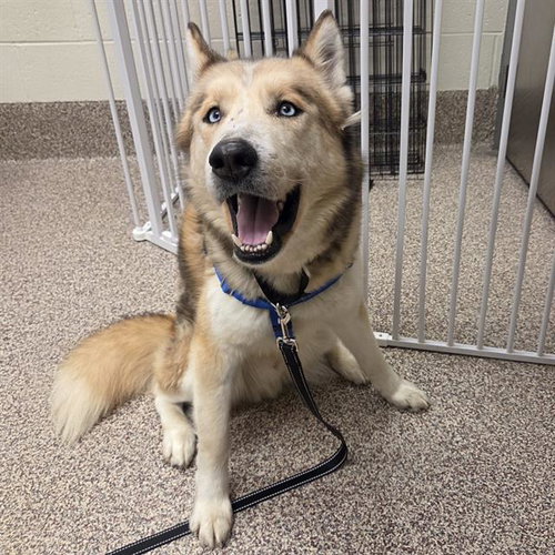 ARTHUR, an adoptable Siberian Husky in Centerville, MA