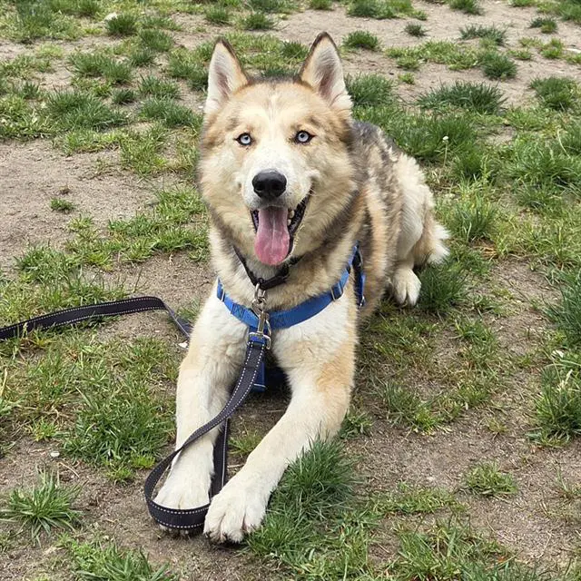 Arthur - Siberian Husky