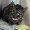 MONTY - Photo 1