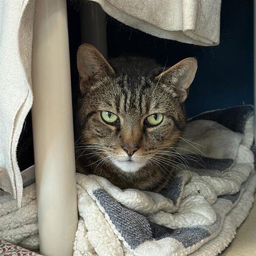 MONTY, an adoptable Domestic Short Hair in Centerville, MA