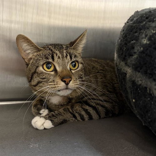 BEAUFORD, an adoptable Domestic Short Hair in Centerville, MA