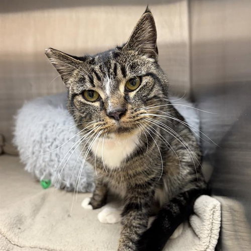 AMIGO, an adoptable Domestic Short Hair in Centerville, MA