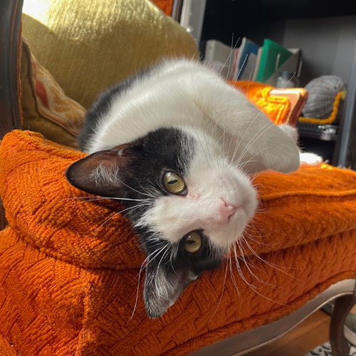 DOROTHY, an adoptable Domestic Short Hair in Centerville, MA