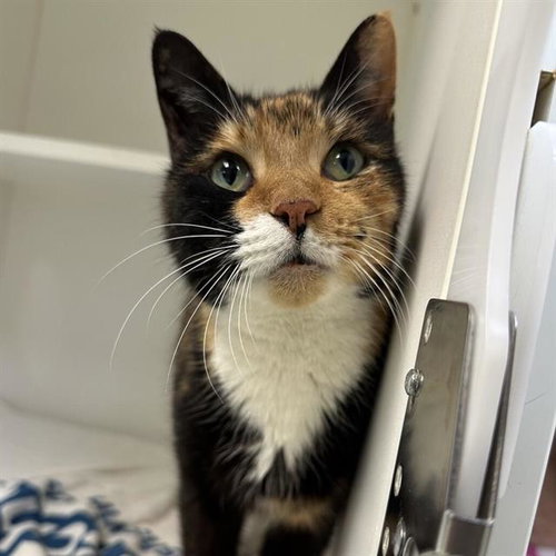 GELATO, an adoptable Domestic Short Hair in Centerville, MA