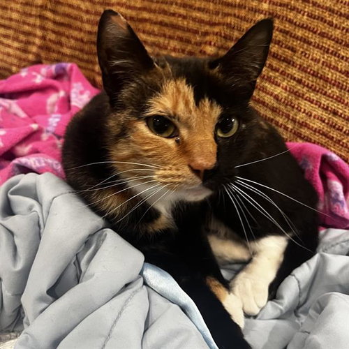GWYNEVERE, an adoptable Domestic Short Hair in Centerville, MA