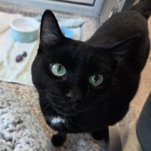 LULU, an adoptable Domestic Short Hair in Centerville, MA