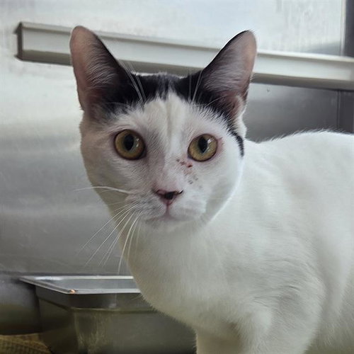 picture of the cat needing adoption