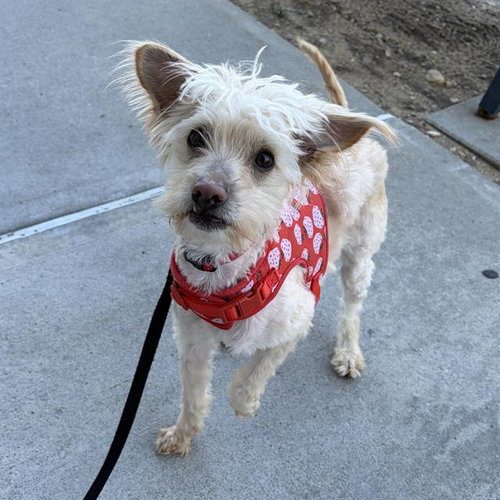 picture of the dog needing adoption