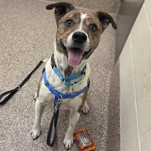 picture of the dog needing adoption