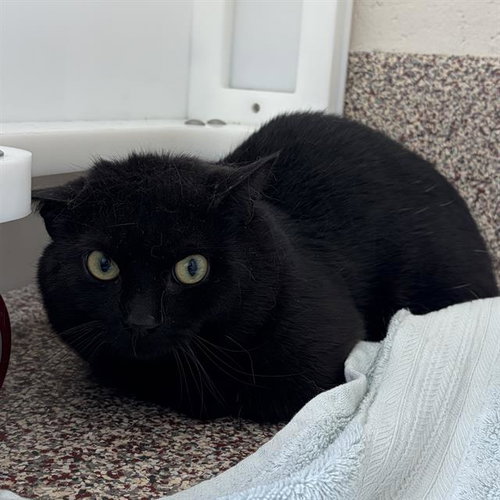 picture of the cat needing adoption