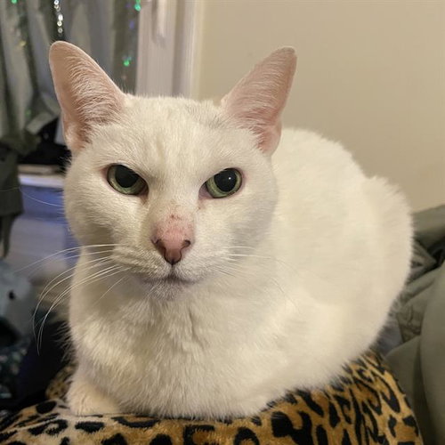 picture of the cat needing adoption