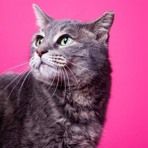 picture of the cat needing adoption