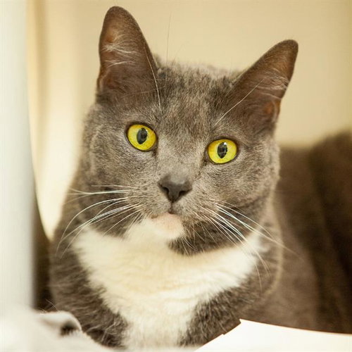 picture of the cat needing adoption