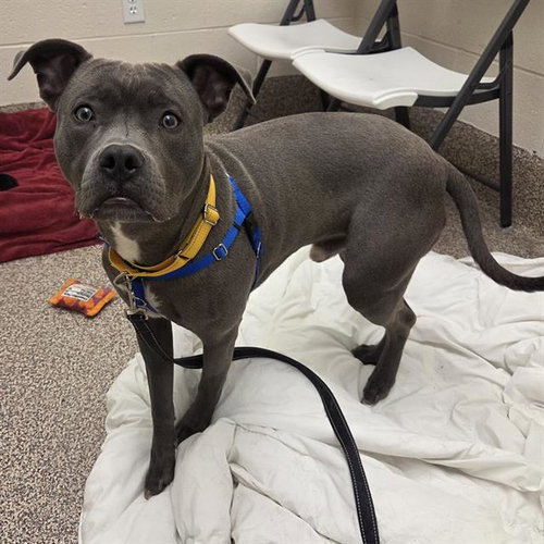 picture of the dog needing adoption