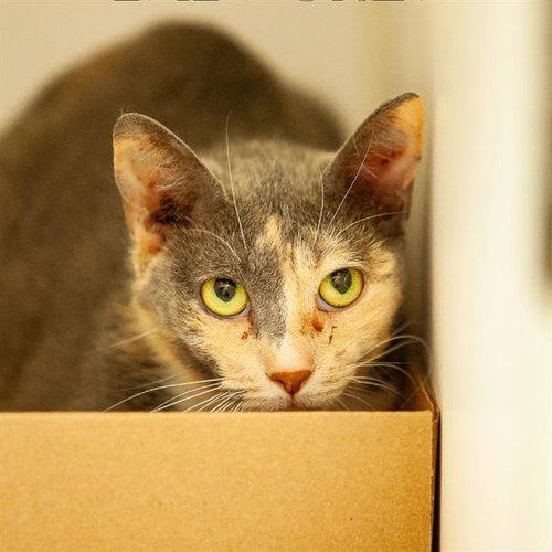 picture of the cat needing adoption
