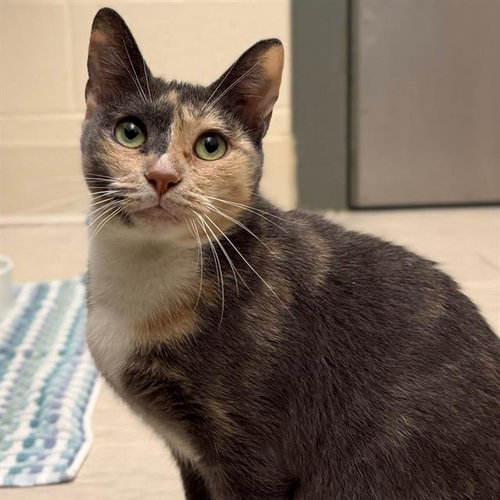 BABY GREY, an adoptable Domestic Short Hair in Centerville, MA